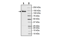 APAF1, His-tag, FLAG-tag Recombinant