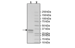 ATF2, GST-Tag Recombinant