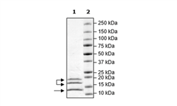 Caspase6, His-tag Recombinant