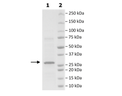 XIAP (Bir2, Bir3), His-tag Recombinant