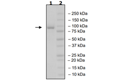 MALT1, FLAG-Tag (Mouse) Recombinant