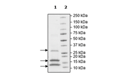 Caspase8, His-tag Recombinant