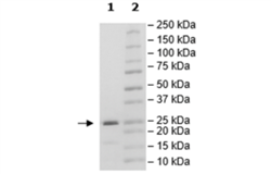 BCL-2, His-Tag Recombinant