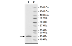 ASH1L, His-tag Recombinant