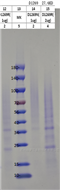 PLDP0062-1Human CD9 Full-Length Protein（Detergent）