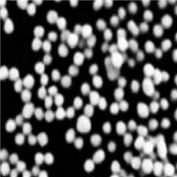 羧甲基葡聚糖修饰磁性纳米颗粒100nm