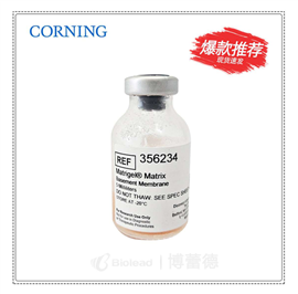 BD 基质胶 356234 Matrigel