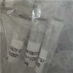 NA12877人类基因组 DNA 样品