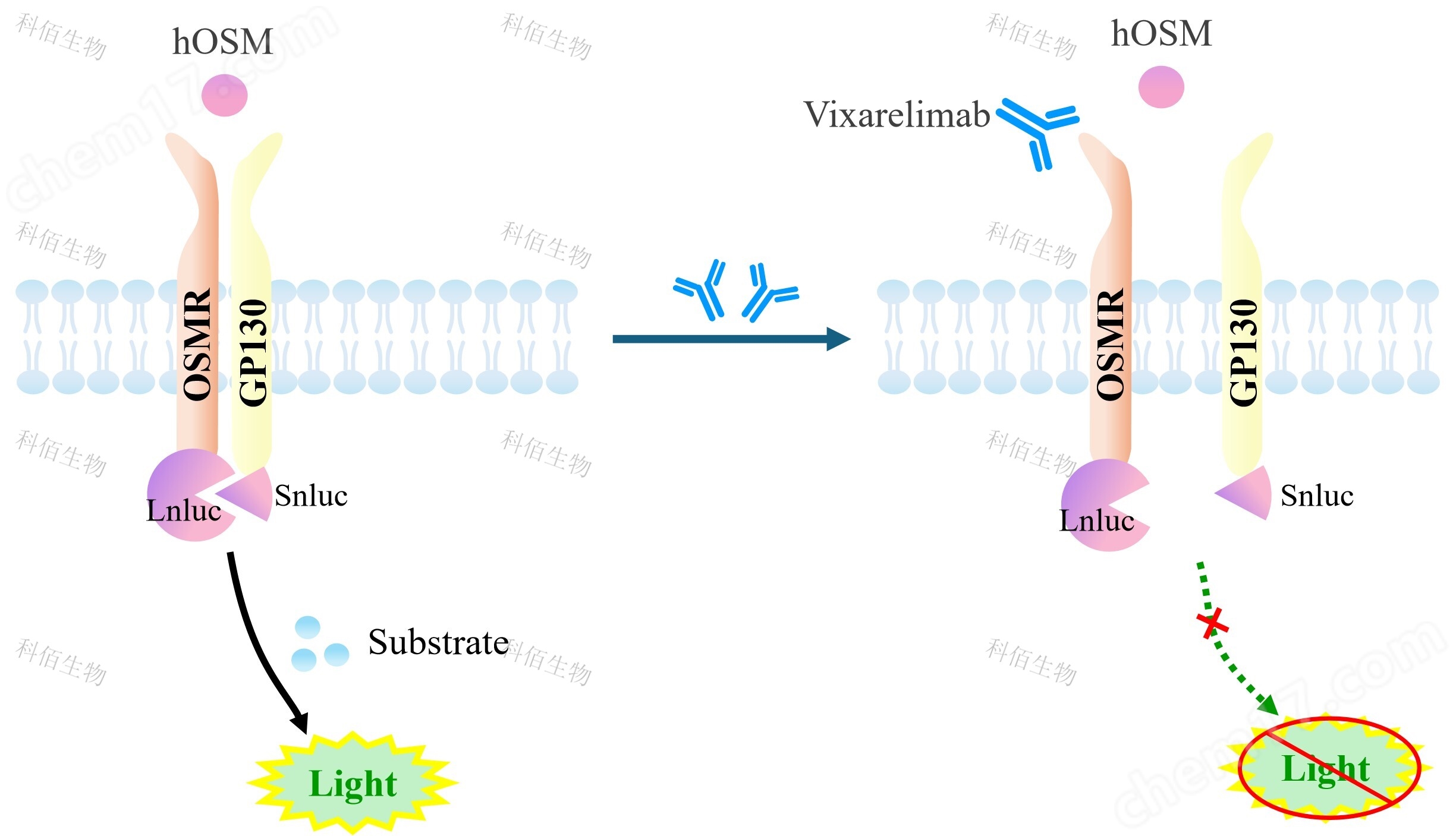 OSMR&IL6ST Dimerization CHO