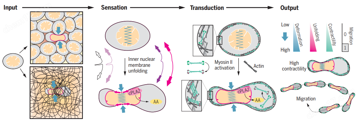 免校準(zhǔn)生物型光鑷-SENSOCELL