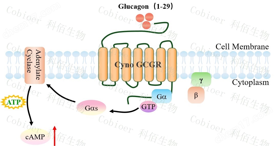 Cyno GCGR CHO