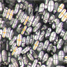 纖維橫截面智能報(bào)告系統(tǒng)