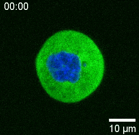 免校準(zhǔn)生物型光鑷-SENSOCELL