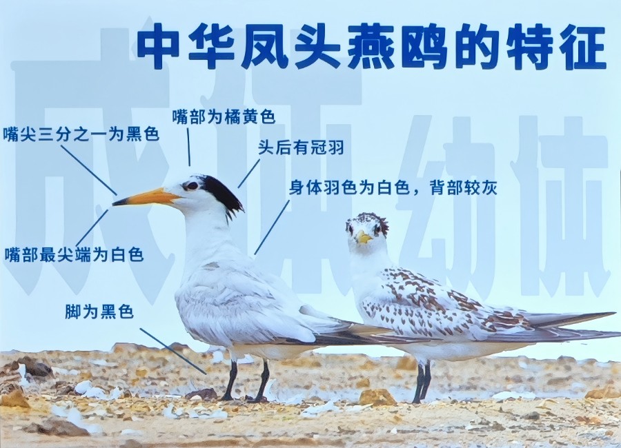 明華電子助力青島生態環境監測中心開展中華鳳頭燕鷗DNA采樣工作
