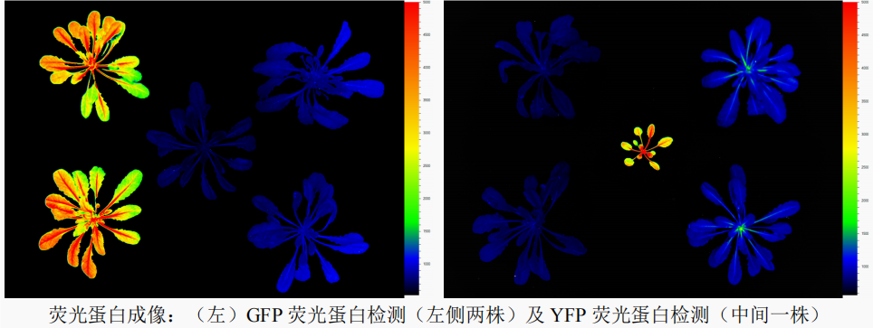 PlantScreen SC 高通量植物表型成像分析系統(tǒng)落戶遵義醫(yī)科大學(xué)