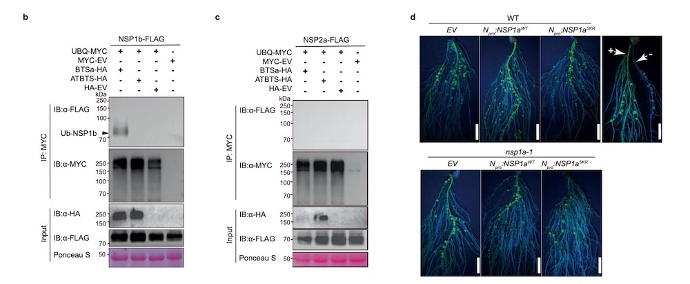 激發光源LUYOR-3415 RG篩選GFP轉基因大豆毛狀根