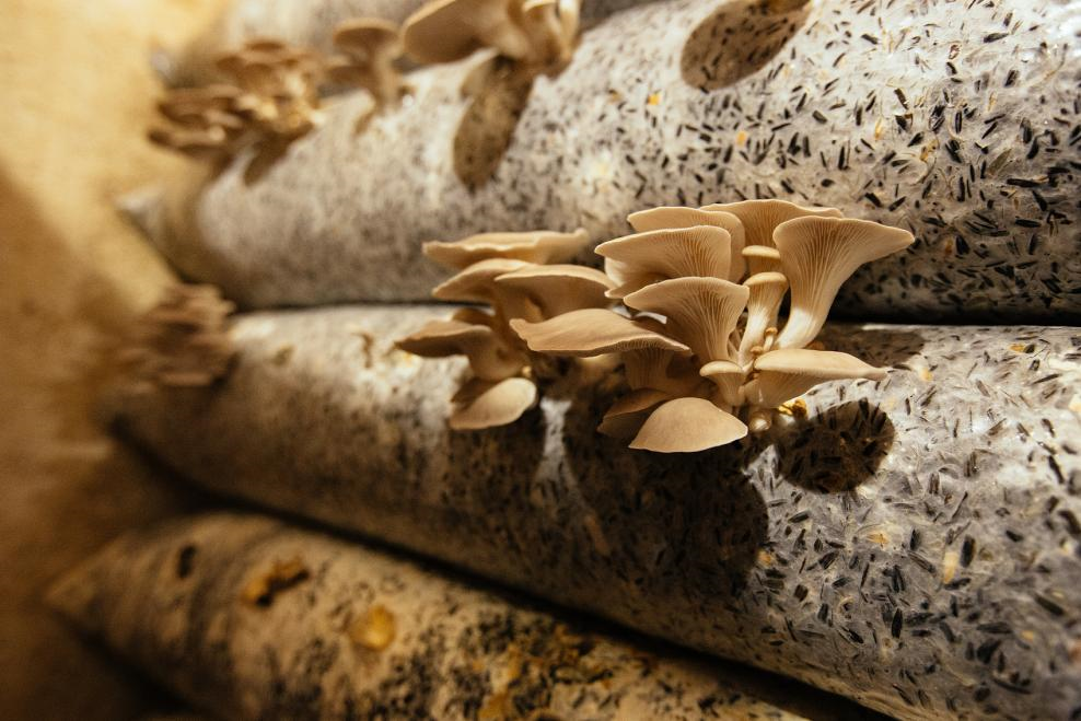 平菇在油餅基質(zhì)上的農(nóng)場栽培