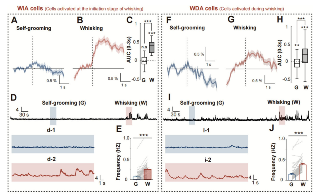 微型化雙光子技術揭示小鼠體感桶狀皮層神經元在不同行為中的活動模式