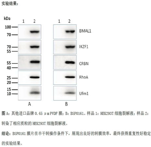 PALL PVDF转印膜 NC转印膜