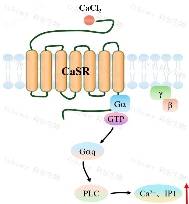 CaSR Gα15 HEK293