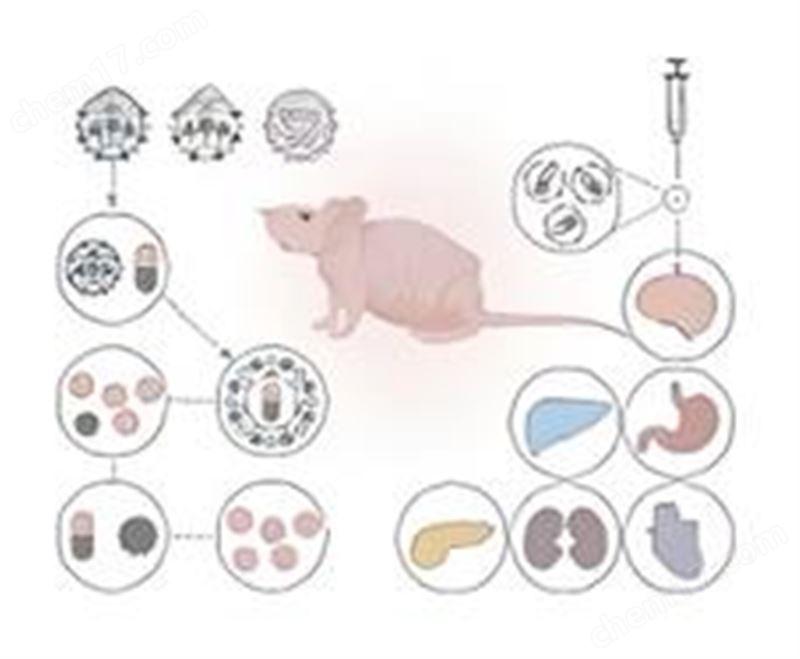 小動物活體光聲超聲全光譜成像