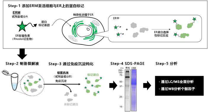 1815977430328925.jpg 特異性標記、純化ER駐留蛋白的試劑盒