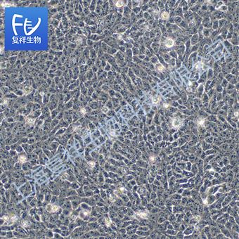 HaCaT 人永生化表皮細(xì)胞